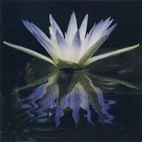 Blue Lotus of the Nile