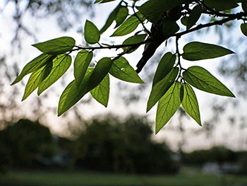 Backlit Leaves - Early Morning