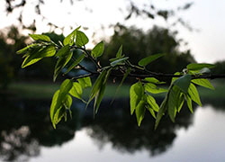 Leaves - Early Morning