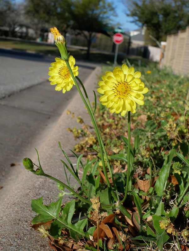 Streetside Flower