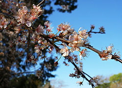 Pear Blossoms