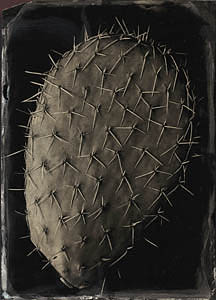 Cactus - tintype by Robb Kendrick