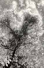 Tree Transformation - negative developed in rodinal.