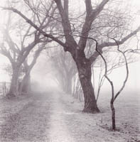 Path in Fog