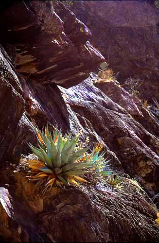 Agave - Big Bend