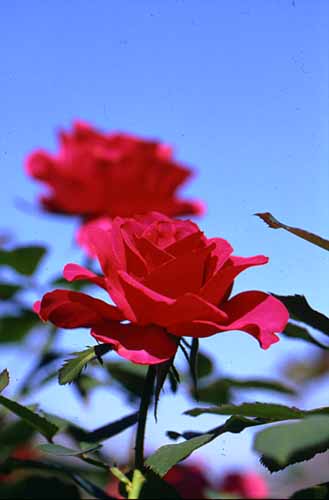 Rose at Zilker Rose Garden