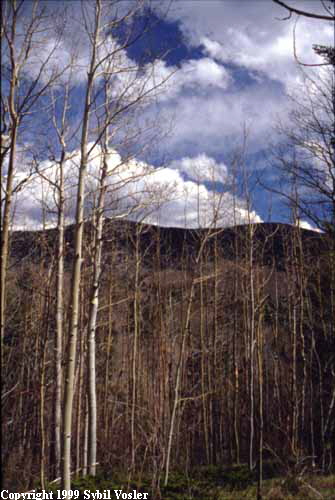 Aspens