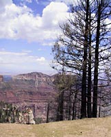 100 Burned Trees, Grand Canyon