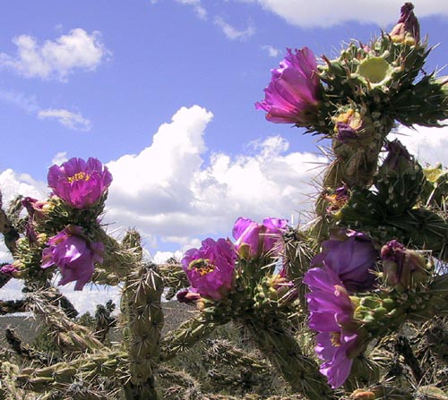 Blooming Cholla at El Caldera.  Copyright 2000 Sybil Vosler.