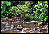 A quiet stream in the subtropical forest.