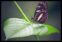 Butterfly in profile.