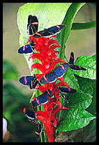 Clustered butterflies.