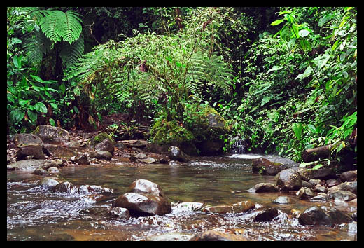 Stream near Mindo