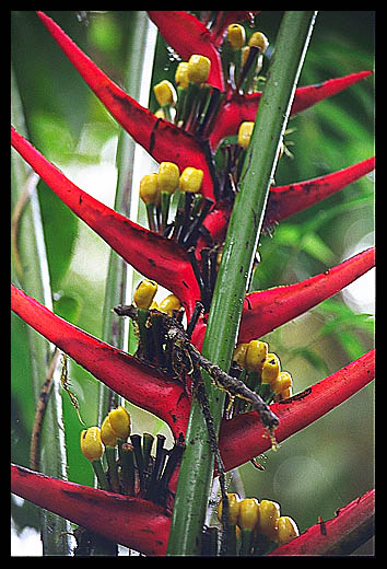 Heliconia flowers